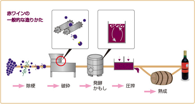 赤ワインの一般的な造り方