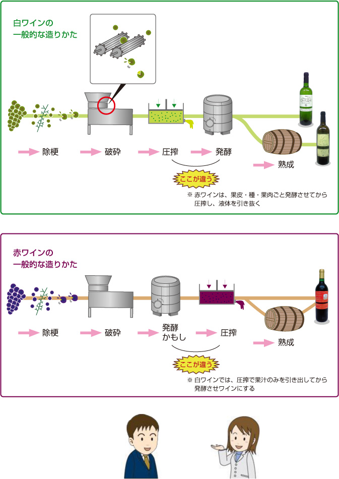 白ワインの一般的な造り方